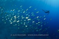 Freediving in Portfino, Italy.