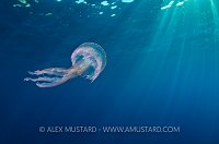 Pelagia Medusa. Portofino, Italy
