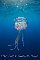 Pelagia Medusa. Portofino, Italy