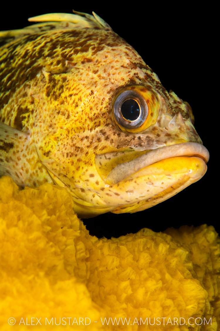 Rockfish On Sponge, Canada