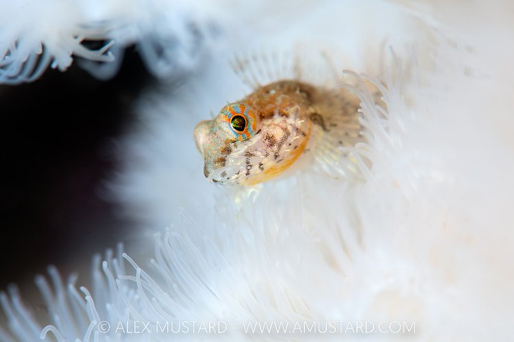 Scalyhead On White, Canada