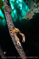 Crab On Kelp, Canada