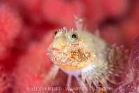 Cheeky Chappy, Canada