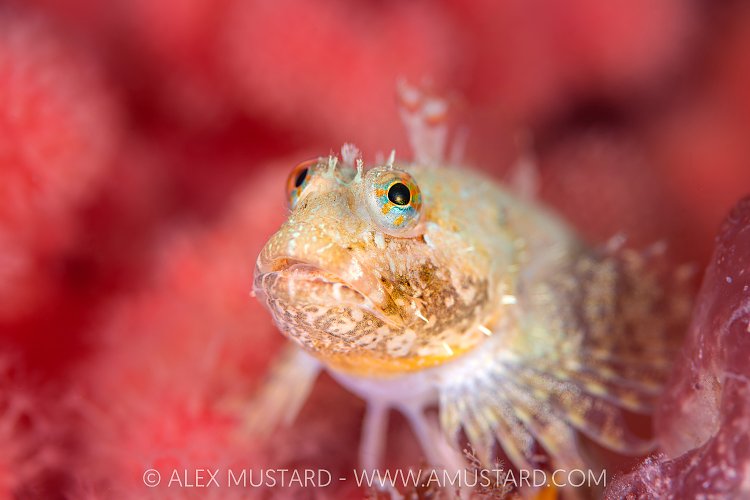 Cheeky Chappy, Canada