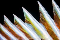 Copper Rockfish Detail, Canada