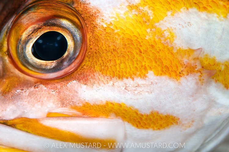 Copper Rockfish Detail, Canada
