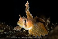 Sailfin Sculpin, Canada