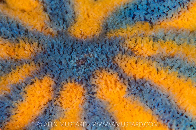 Starfish Detail, Canada