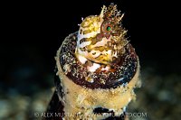 Mosshead Warbonnet In Bottle, Canada