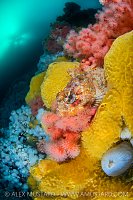 Red Irish Lord In Colourful Scenery, Canada
