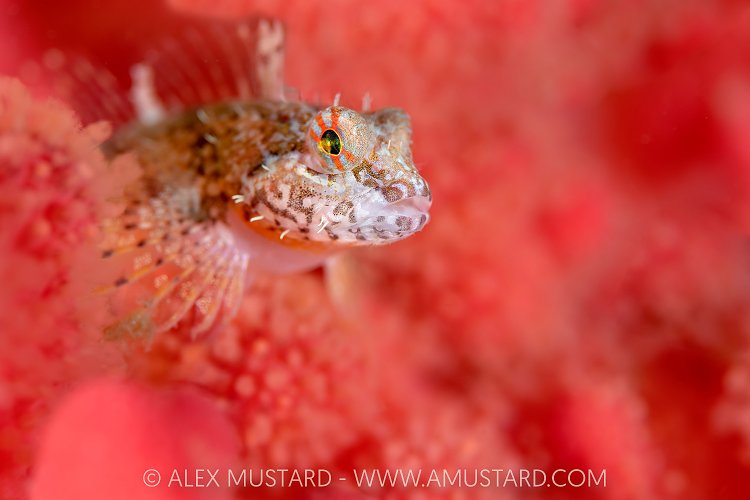 Scalyhead Sculpin On Soft Coral, Canada
