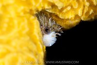 Mossy In Sponge, Canada