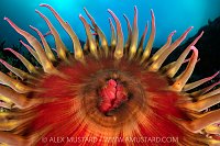 Anemone Close Up, Canada