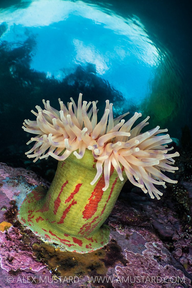 Painted Anemone In Snell, Canada