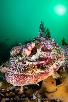 Red Irish Lord Portrait, Canada