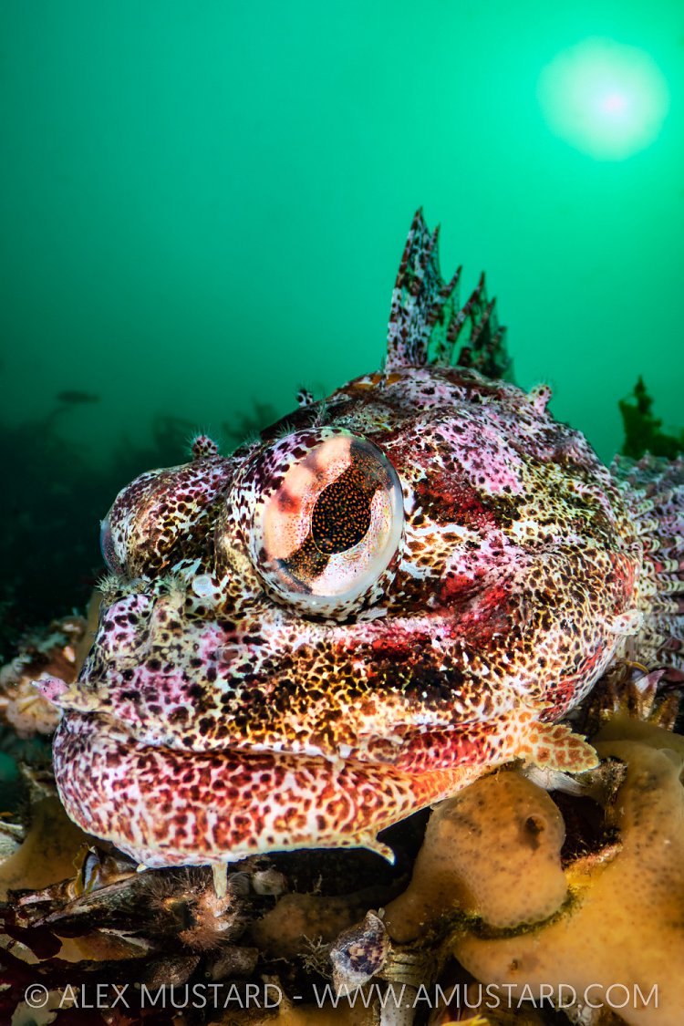 Red Irish Lord Portrait, Canada
