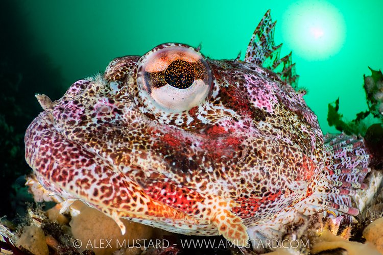 Red Irish Lord Portrait, Canada