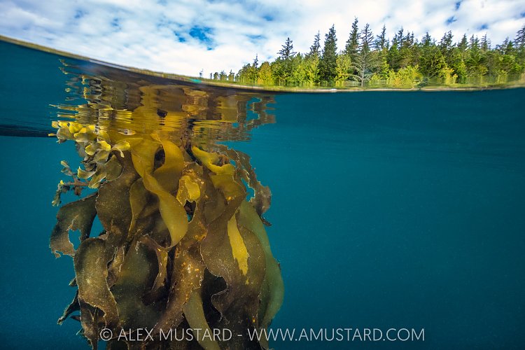 Bull Kelp & Forest, Canada