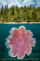 Lion's Mane Jellyfish With Forest, Canada