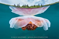 Lion's Mane Jellyfish With Forest, Canada