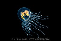 Clinging Jelly Swimming, Canada