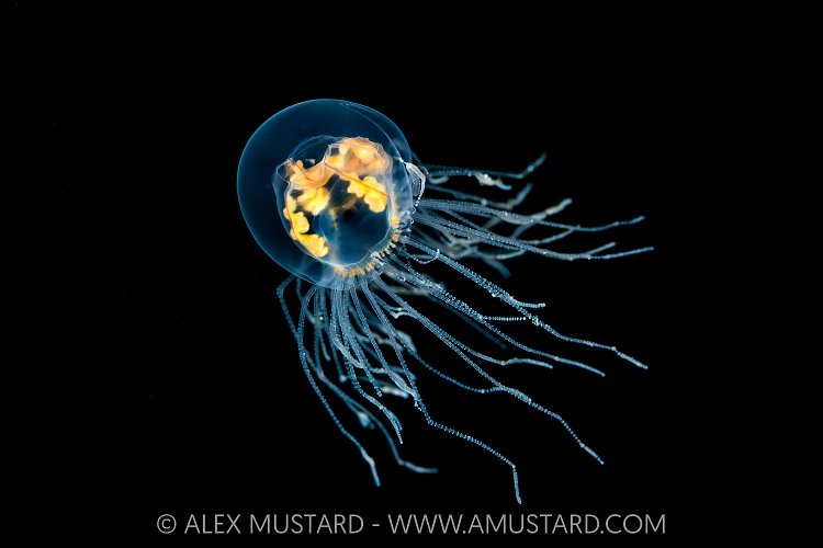 Clinging Jelly Swimming, Canada