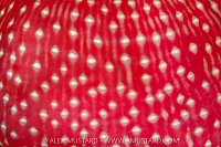 Anemone Skirt, Canada