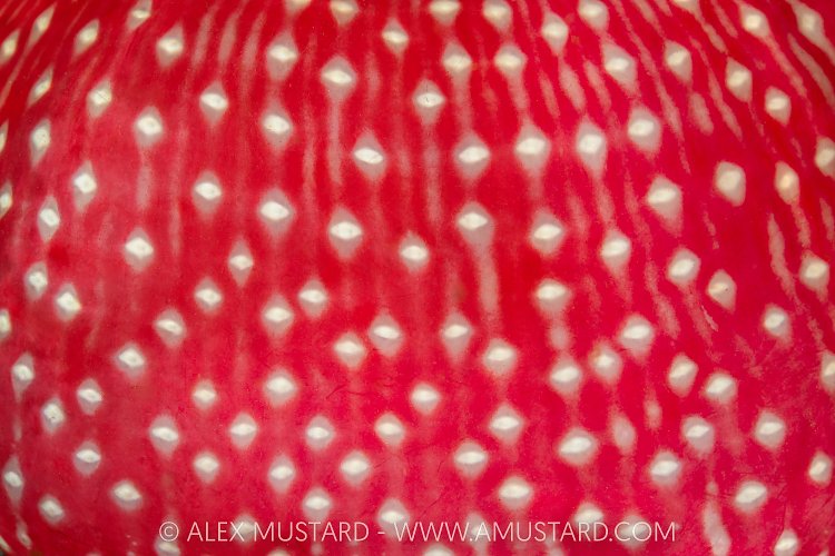 Anemone Skirt, Canada