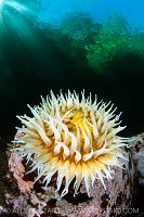 Anemone In The Shallows, Canada