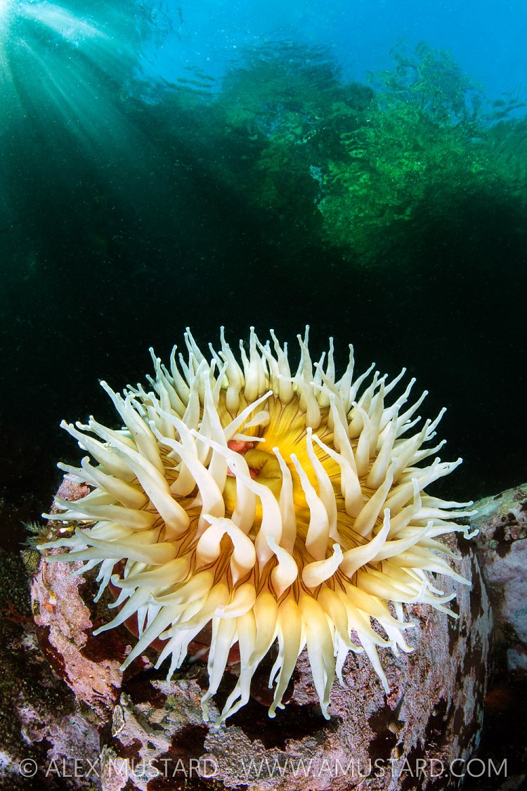 Anemone In The Shallows, Canada