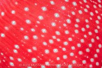 Anemone Skirt, Canada