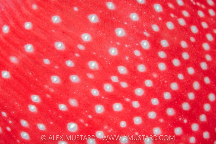 Anemone Skirt, Canada