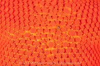 Close Up Starfish Detail, Canada