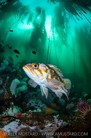 Rockfish In Kelp Forest, Canada