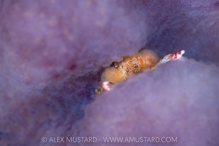 Sharpnose Crab In Sponge, Canada