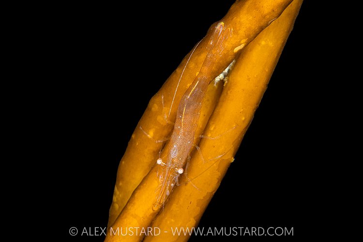 Stiletto Shrimp On Kelp, Canada