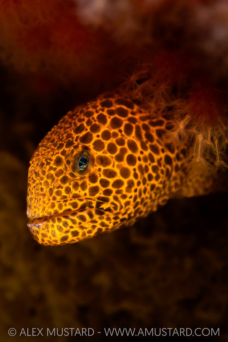 Juvenile Wolfeel, Canada