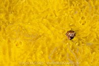 Pygmy Rock Crab, Canada