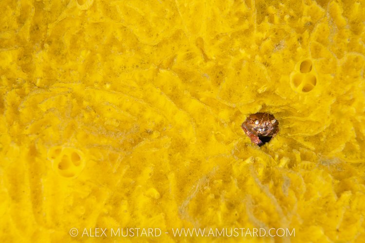 Pygmy Rock Crab, Canada