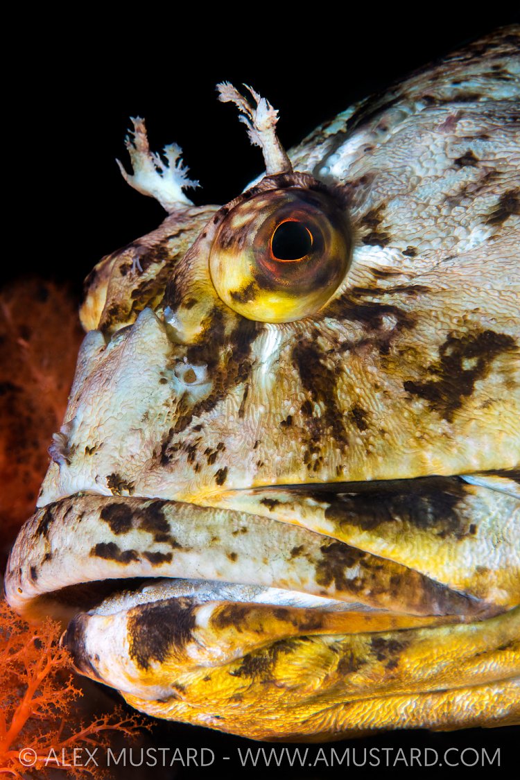 Cabezon Portait, Canada