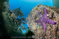 Starfish Beneath Trees, Canada