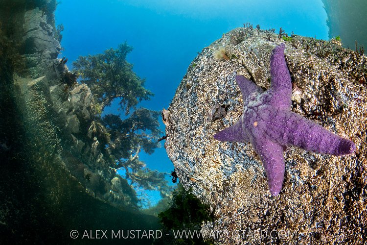 Starfish Beneath Trees, Canada