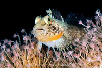 Scalyhead Sculpin On Hydroids, Canada