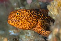 Juvenile Wolfeel, Canada