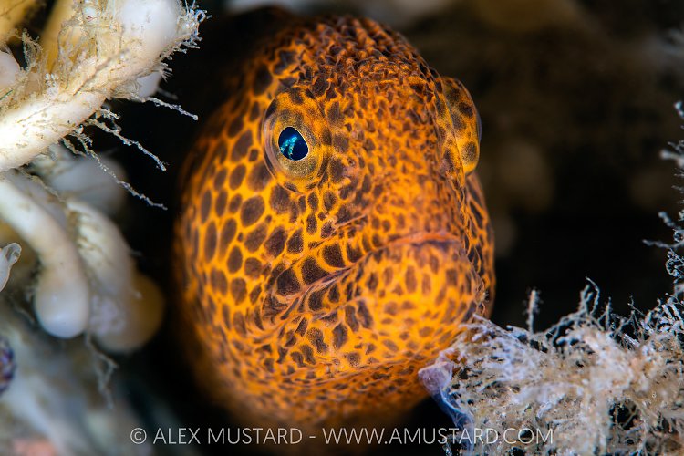 Juvenile Wolfeel, Canada