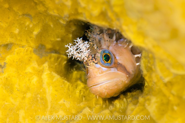 Decorated Warbonnet In Sponge, Canada