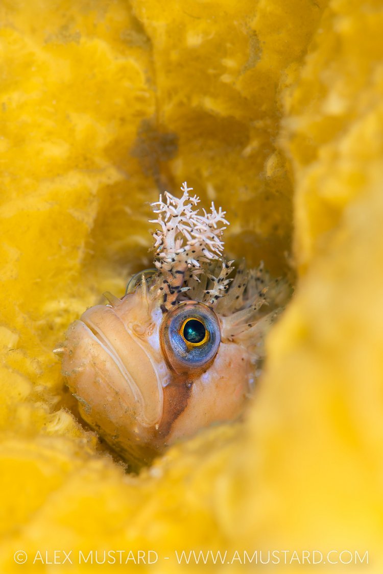 Decorated Warbonnet, Canada