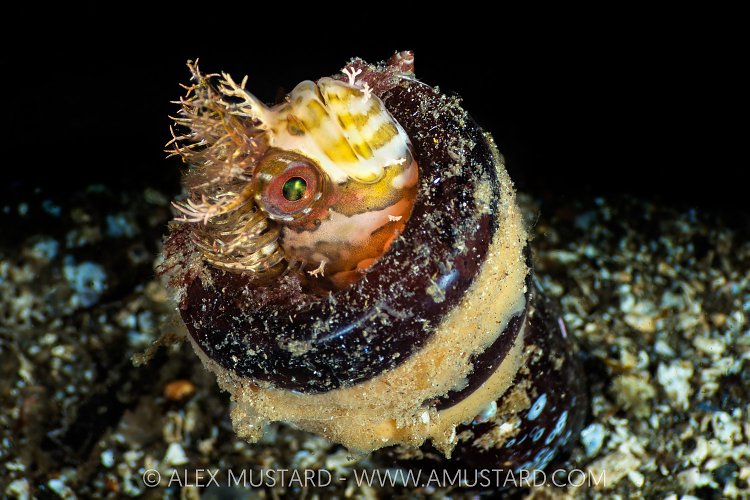 Mosshead Warbonnet In Bottle, Canada