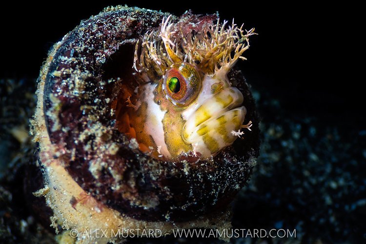 Mosshead Warbonnet In Bottle, Canada