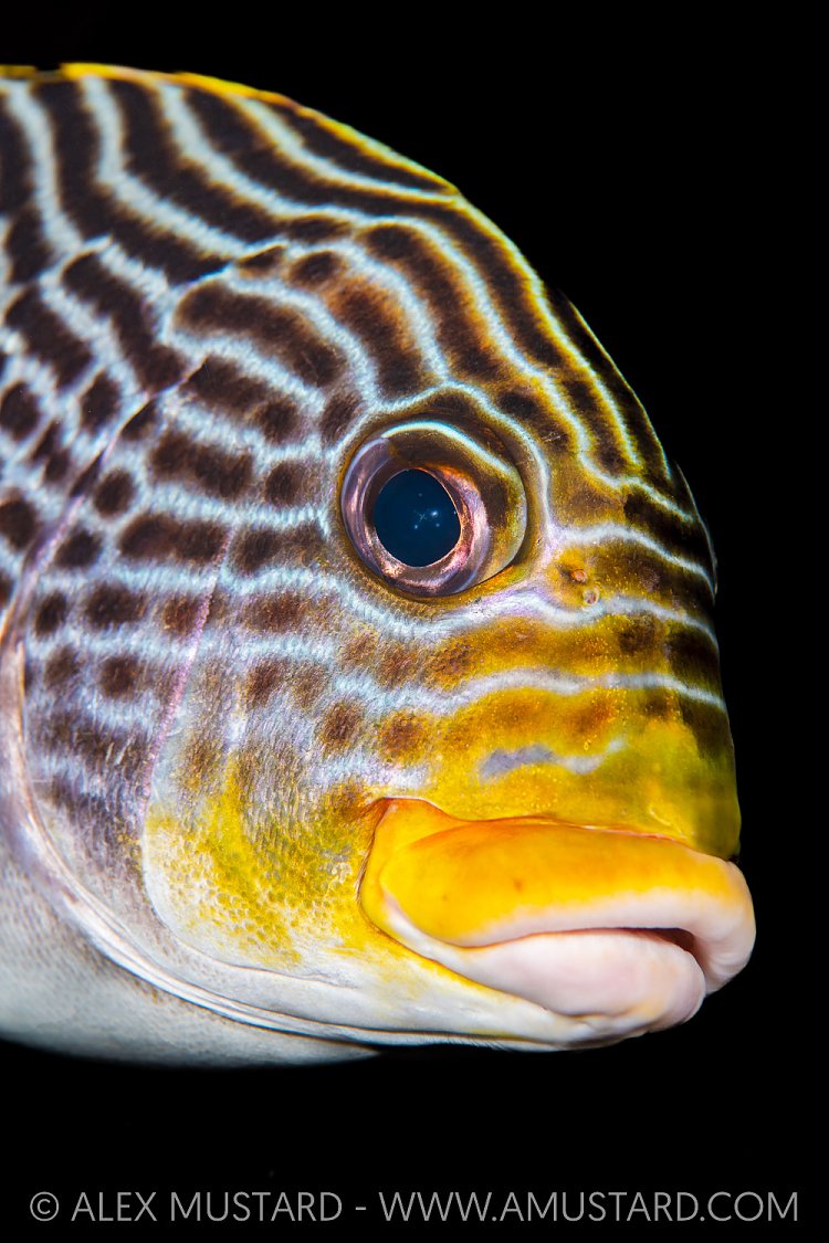 Sweetlips Face, indonesia